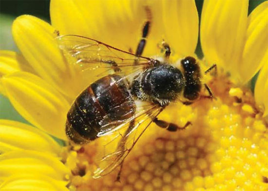 Mơ thấy con ong: Chuỗi ngày tốt đẹp sẽ đến