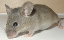 Mơ thấy chuột: Sợ bơ vơ khốn khổ và mất cảm giác an toàn