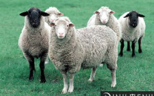 Mơ thấy cừu: Giàu có và hạnh phúc