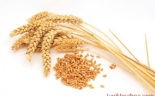 Mơ thấy hạt lúa mì: Tượng trưng bội thu và tài vận