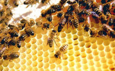 Mơ thấy tổ ong: Cần cố gắng mới đạt thành tích cao